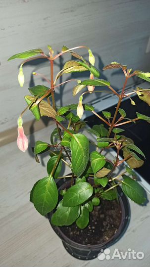 Фуксия магелланская