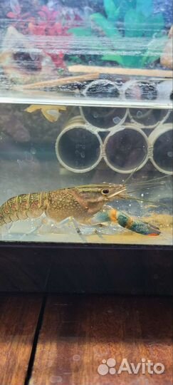 Австралийский красноклешневый рак