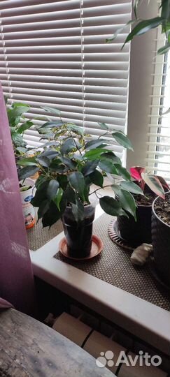 Бегония, Фикус, Алоэ