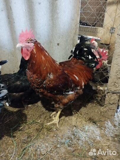 Породистые петухи и инкубационное яйцо