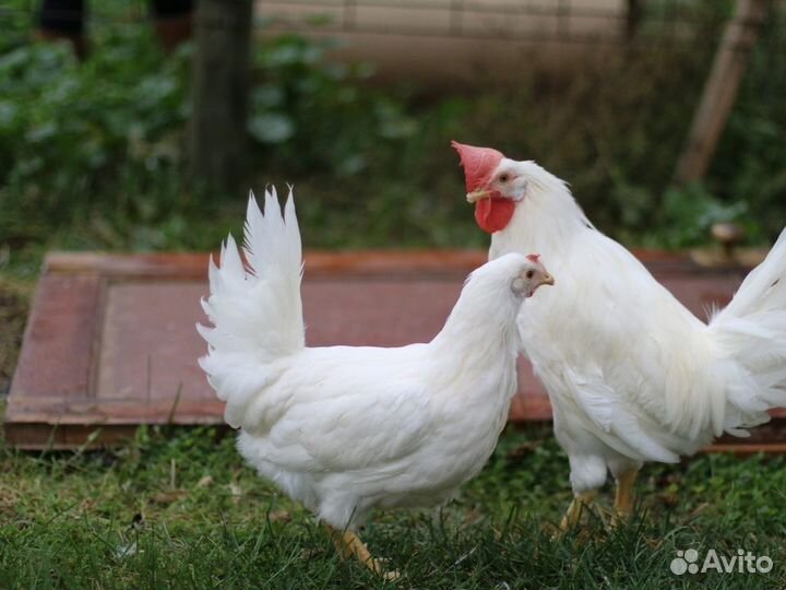 Куры несушки