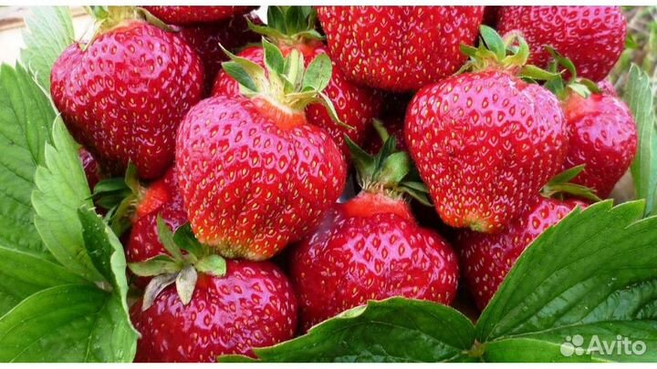 Рассада клубники