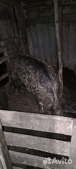 Венгерская мангалица