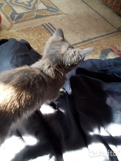 Кошка