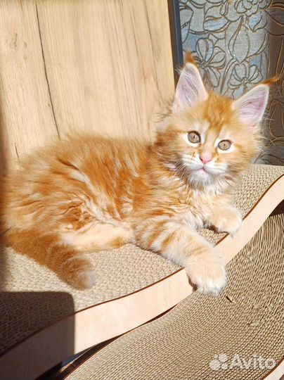 Котик Мейн-кун