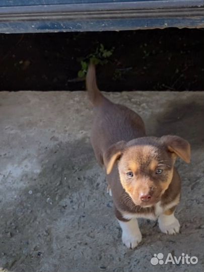 Щенок в добрые руки бесплатно девочка