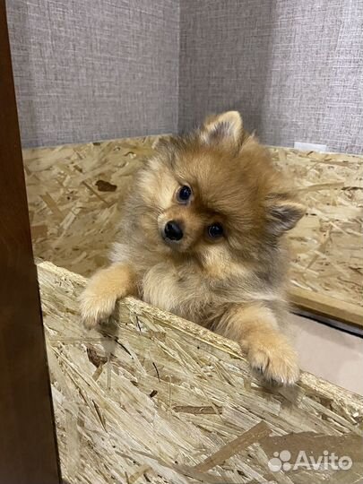 Шпиц девочка