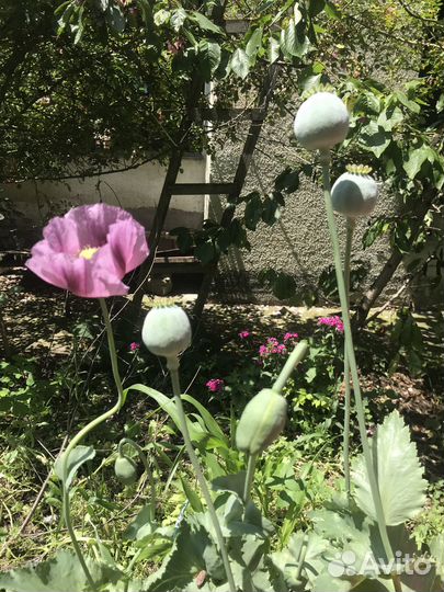 Мак гигантский сиреневый семена