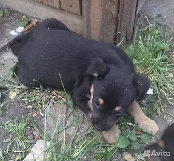 В добрые ручки