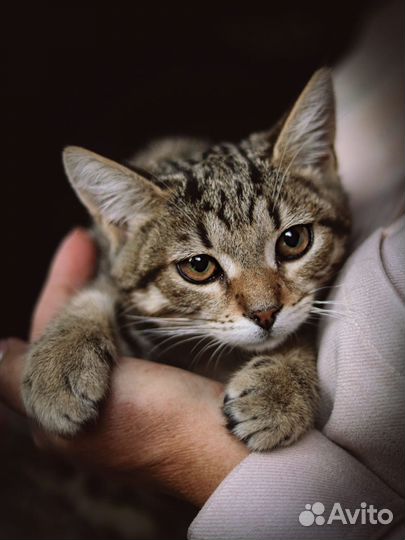 Котенок мальчик бесплатно воспитанный привитый