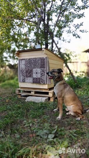 Бельгийская овчарка малинуа фенотип