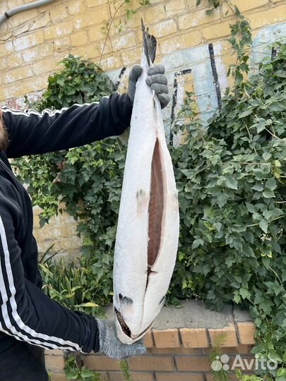 Лосось семга