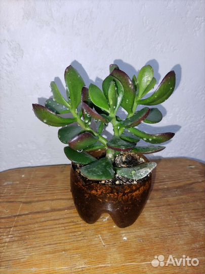 Денежное дерево (толстянка)