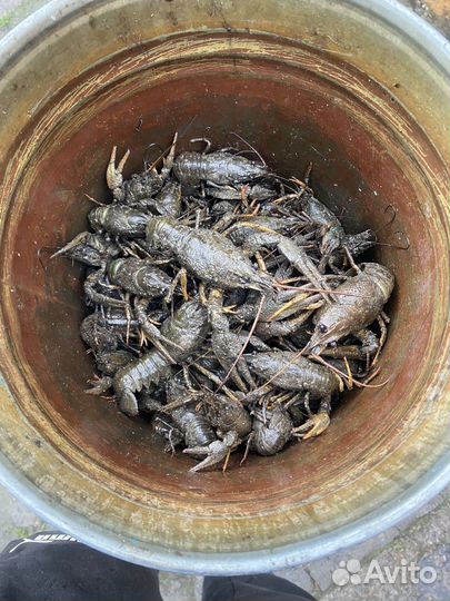 Живые и вареные раки