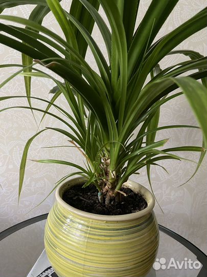 Панданус (винтовая пальма)