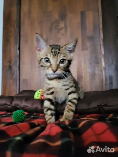 Бенгальский котенок 4 мес