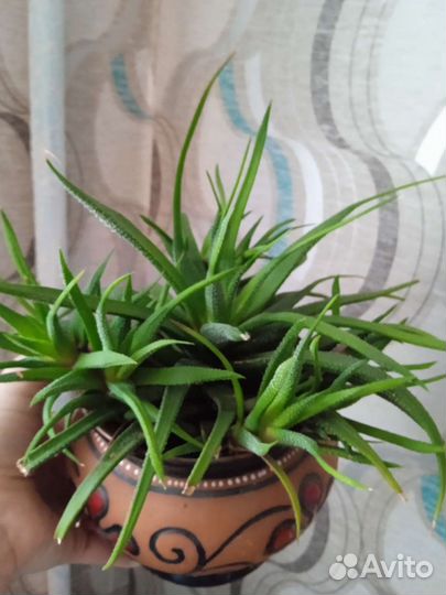 Суккуленты