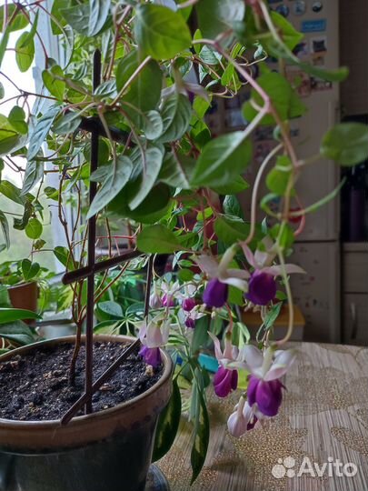 Комнатные цветы Фуксия