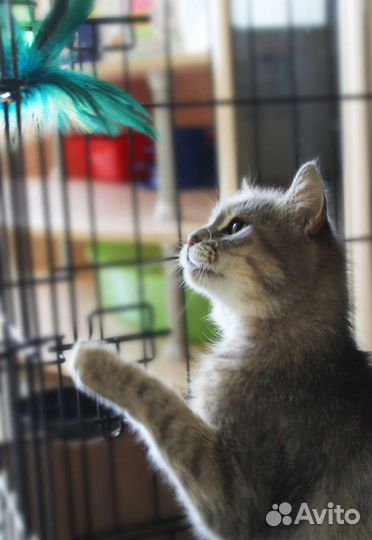 Подарите шанс стать домашней