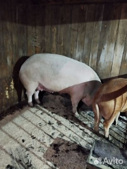 Хряк, 2 года
