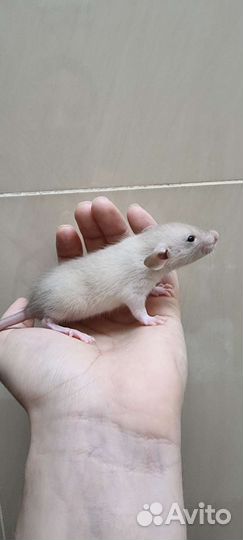 Крыса крысята крысята дамбо крысята сиамские