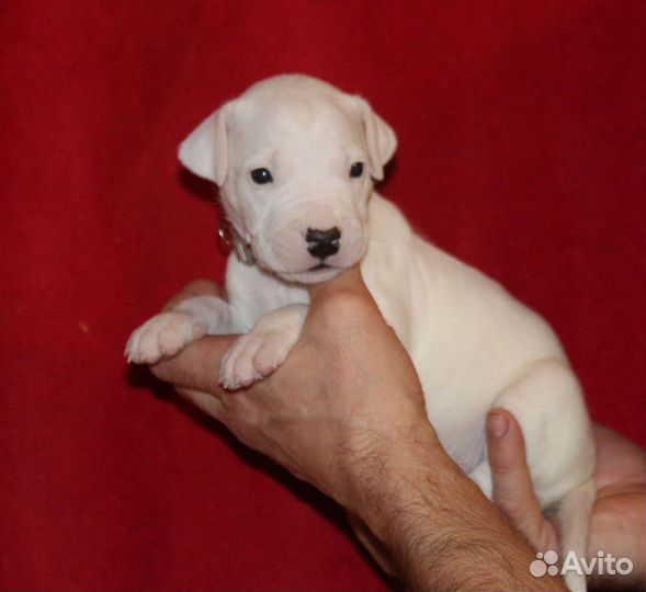 Щенки аргентинского дога - две девочки и мальчик