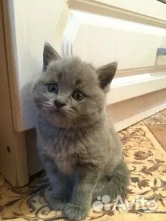 Сибирские котята