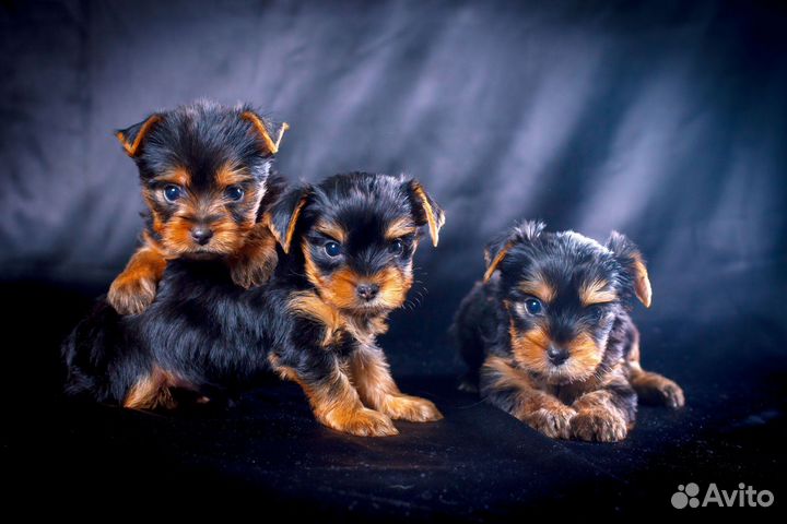 Инструктор по вязке собак мелких и средних пород