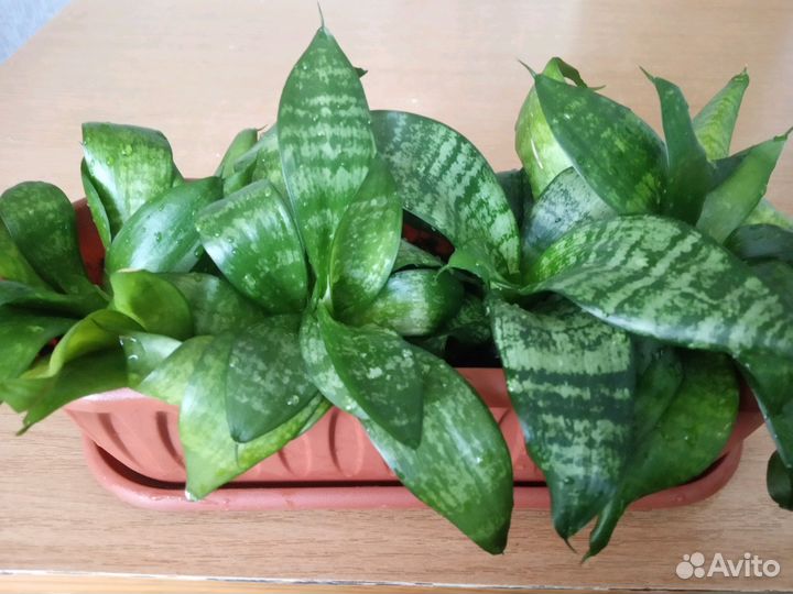 Сансевьера