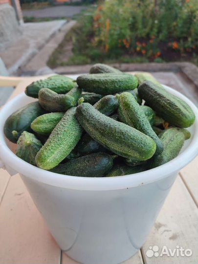 Яблоки, помидоры,огурцы