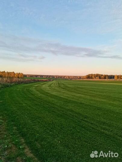 Газон рулонный