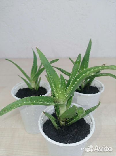 Алоэ гибрид спинозиссима (детки)