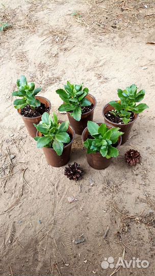 Комнатные цветы каланхоэ