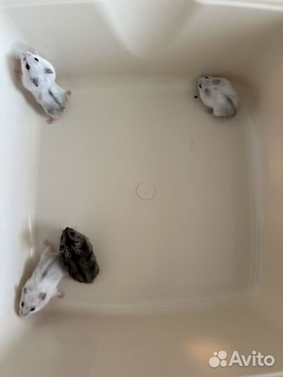 Джунгарский хомяк