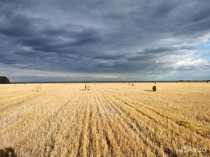 Солома гороховая и пшеничная в тюках и рулонах