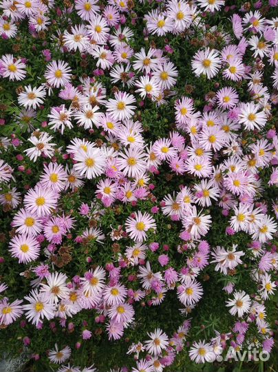 Многолетние цветики