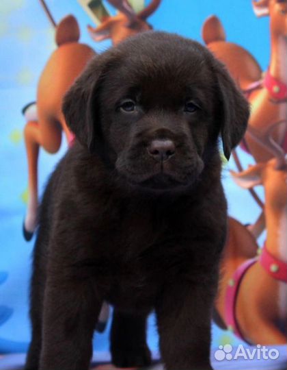 Шоколадная девочка, лабрадор