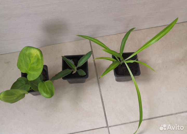 Комнатные цветы