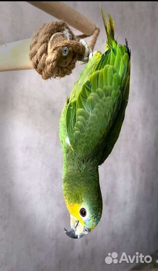 Попугай Венесуэльский Амазон