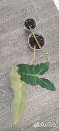 Филодендрон биллитау мраморный, Биркин