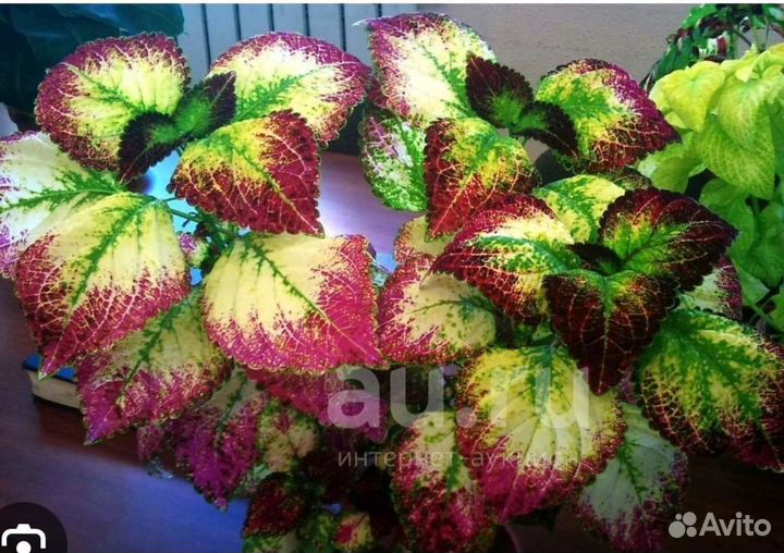 Колеус Аватар и другие