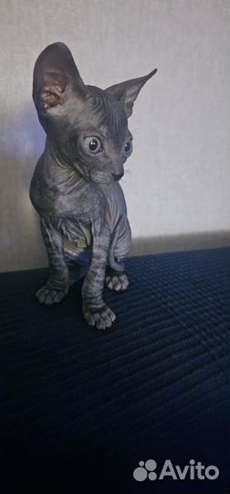 Донской сфинкс 2 месяца