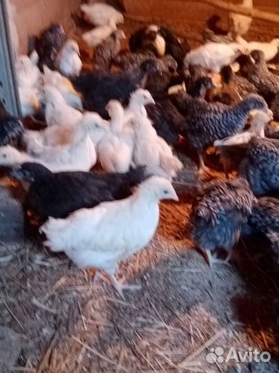 Молодняк несушек разных пород 2 мес