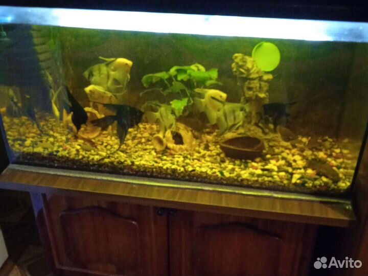 Аквариум 200 л