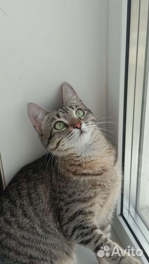 Отдам кошку