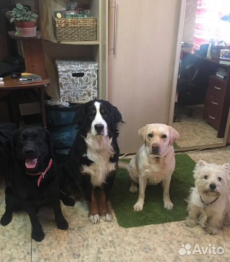 Передержка собак