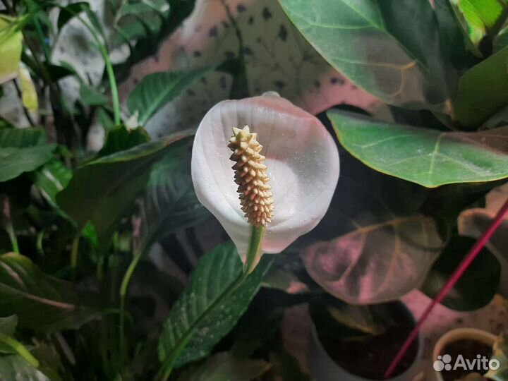 Онлайн уход за комнатными растениями