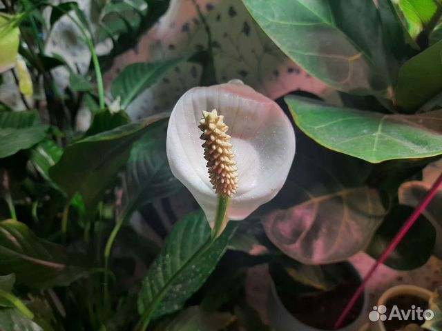 Онлайн уход за комнатными растениями