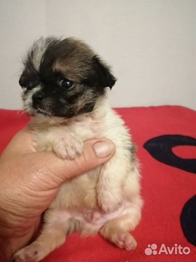 Щенки ши-тцу мини