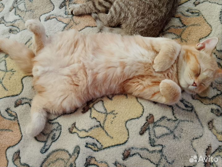 Шотландский котенок